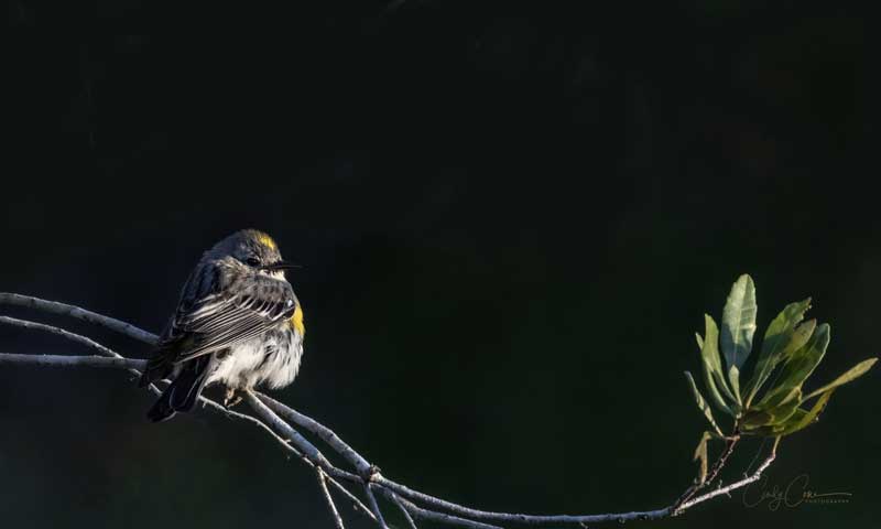A small bird with yellow markings perches on a thin branch with a few green leaves, set against a dark background.